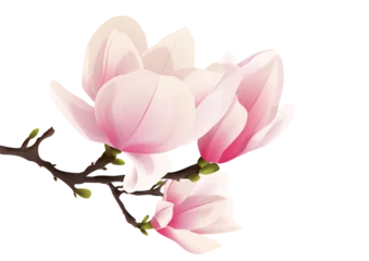 Foto op Canvas Rozkwitająca magnolia. Ręcznie rysowane kwiaty w kolorze bladego różu z gałązką i pąkami. © Monika