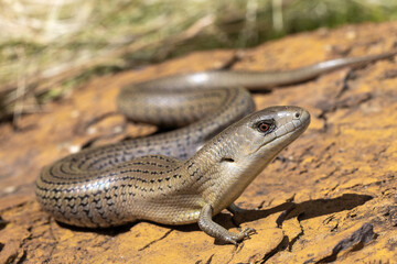 Australian Mainland She-Oak Skink basking on rock