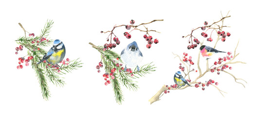 Merry Christmas Watercolor bird arrangement, bouquet, frame, scene illustration. Winter Woodland forest birds in plant,fir,twig,evergreen, berries, pine. blue tit, Nuthatch card decoration, invitation