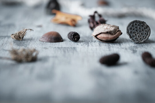 Dry Autumnal Objects Collection on Rustic Tabletop
