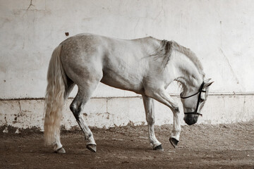 caballo español - obrazy, fototapety, plakaty