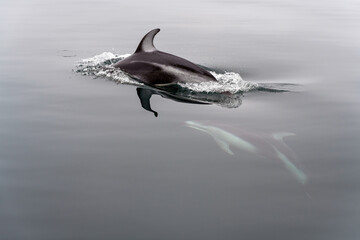 Pacific white sided dolphin (Lagenorhynchus obliquidens), Telegraph Cove, Vancouver island, British...