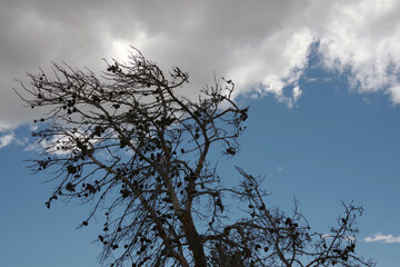 Gray dry dead pine tree under blue sky with some clouds