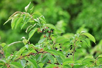 식물 - 벚찌(체리)