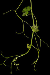 Vine branch with tendrils and young leaves, fresh young vine leaves, isolated on black background