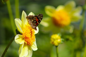 butterfly onyellow dahlia flower