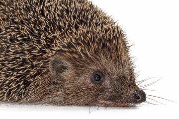 Common hedgehog, or  European hedgehog, also known as the West European hedgehog, lat. Erinaceus europaeus, isolated on white background