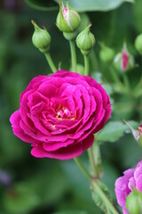 beautyfull rose in garden