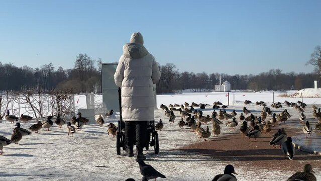 Mother with baby pram on a walk in a winter park, woman among wild ducks on the shore of a frozen pond. Pushkin, Saint Petersburg, Russia.