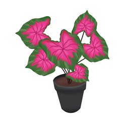pink flower in a pot transparant PNG