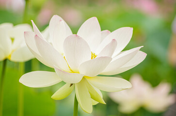 ピンクの蓮の花