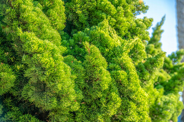 La Jolla, California- Close-up of a conifer pine tree leaves