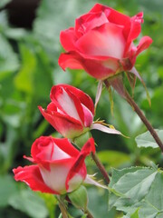 beautyful red rose in garden