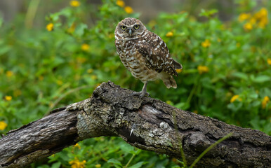 owl