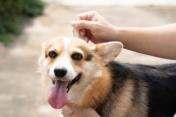 Close up a man applying tick and flea prevention treatment and medicine to his corgi dog or pet