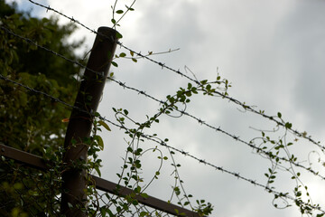 鉄条網・有刺鉄線・アップ・植物・からみつく・平和・戦争・自由・不自由・イメージ