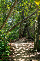 The path to the beach