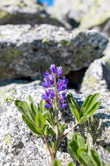 Blue Alpine Flowers
