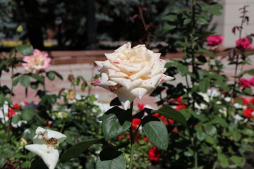 roses in a garden