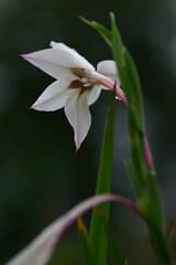 庭で見つけた、小さな白い花の背景素材