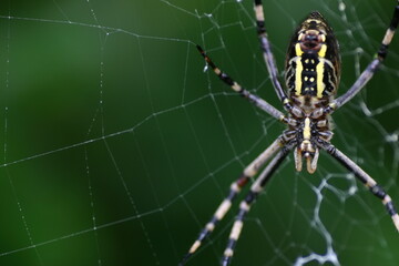 ジョロウグモの腹部