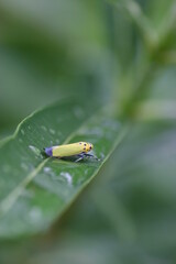 ツマグロオオヨコバイ　バナナ虫