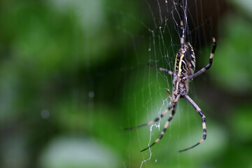 庭で見つけたジョロウグモ