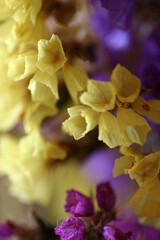 黄色と紫の小さな花の背景素材