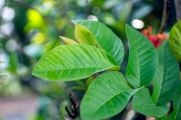Fototapeta na wymiar green guava leaves bokeh background
