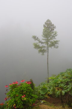 Solitair Tree In The Mist