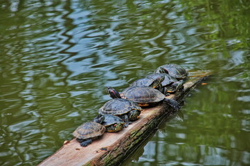 Group of turtles standing on a tree trunk
