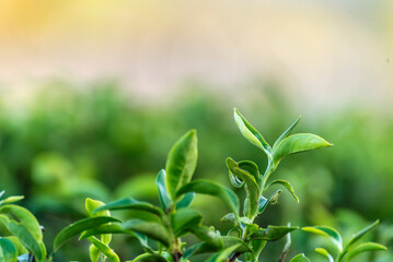 Green tea tree leaves field plant in camellia sinensis organic farm. Close up Tree tea plantations mountain green nature background in morning. Fresh young tender bud herbal Green tea tree in farm