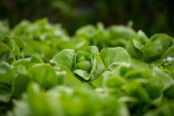 Close up fresh organic hydroponic vegetable plantation produce green salad hydroponic cultivate farm. Green oak lettuce salad in green Organic plantation Farm. Salad farm vegetable green oak lettuce