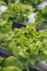 Salad farm vegetable green oak lettuce. Close up fresh organic hydroponic vegetable plantation produce green salad hydroponic cultivate farm. Green oak lettuce salad in green Organic plantation Farm