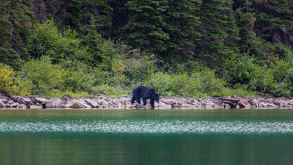 Black bear walking near a lake