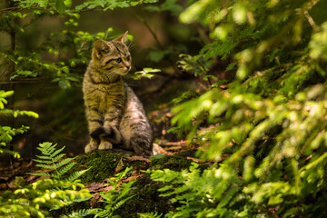 Close up brown colored wild cat kitten (Felis silvestris) sitting in a forest staring forward © Martin