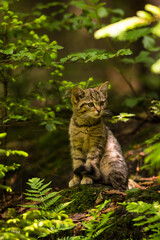 Naklejka na ściany i meble Close up brown colored wild cat kitten (Felis silvestris) sitting in a forest staring forward