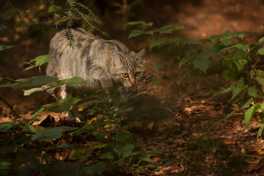 Wild cat (Felis silvestris) hunting in the dark forest illuminated by the sun. Wildlife photography.