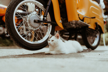 Katze liegt vor Moped