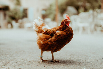 Huhn auf altem Bauernhof