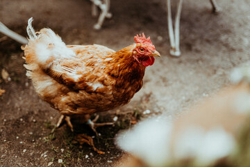 Huhn auf altem Bauernhof