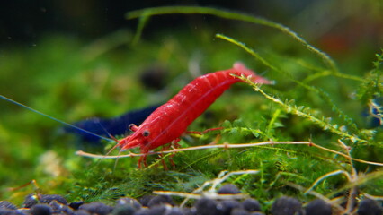 close up of  Neocaridina denticulata red sinensis