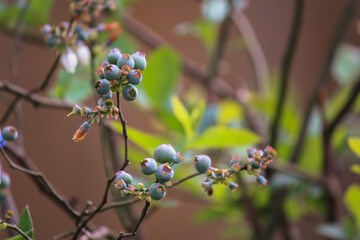 Producing blueberry plant in summer - a blue bounty