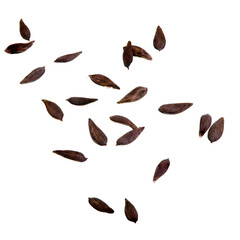 Lettuce Seeds on White Background