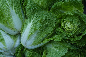 Napa cabbages harvest time