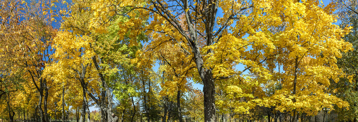 wonderful picturesque scene with yellow colorful trees on dark blue sky background