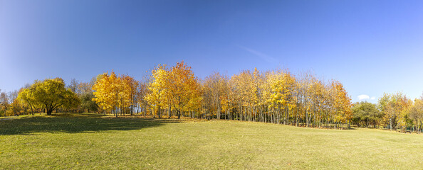 Fototapeta premium picturesque autumn landscape with yellow trees and green lawn in sunny day. panorama.