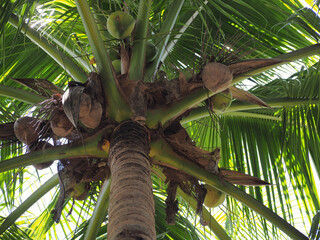 coconut palm tree