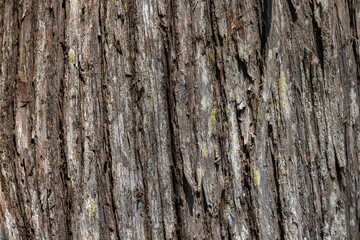 Cedar Tree Bark Texture