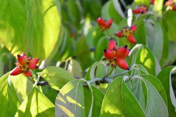 Obraz premium ハナミズキ(花水木)の実